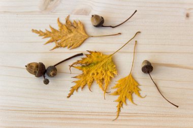 Hafif ahşap tahta arka plan üzerinde meşe palamudu ile sonbahar yaprakları.