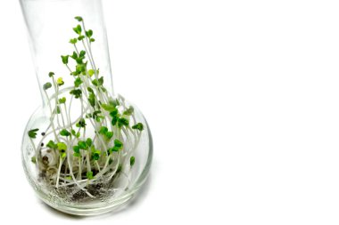 Brokoli filizi, microgreens, beyaz boşluk ile izole bir cam şişeye yetiştirilen.