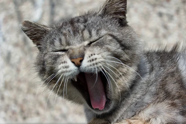 Funny yawning cat  with mouth wide open. One tooth and bitten off tongue can be seen.