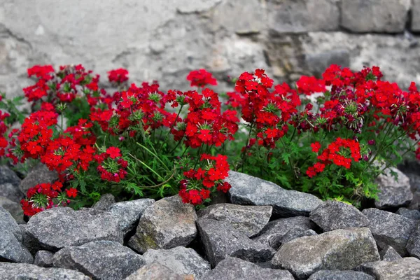 Element Landscape Design Red Flowers Surronded Stones — Stock Photo, Image