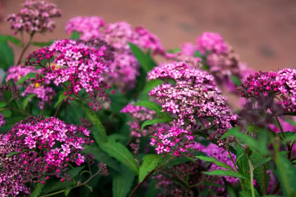 Bushes Small Pink Summer Flowers — Stock Photo, Image