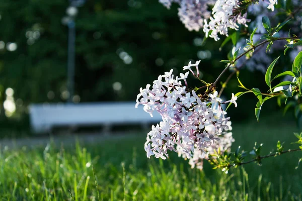 Branch Flowers Pink Lilac Blossom Background Grass — Stock Photo, Image