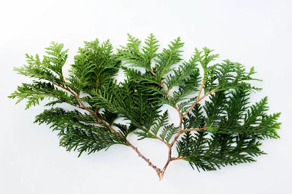 Beyaz arka plan üzerinde izole Chamaecyparis branche. Yaprak dökmeyen ağaç branche. 