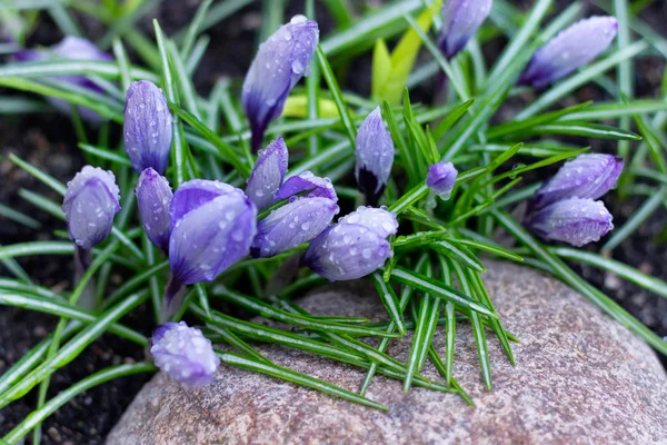 Yearly spring gentle purple crocus flowers with water droplets and green leaves located on a stone.