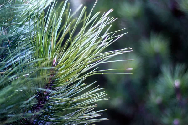 Pine Tree Background Long Needles Forest — Stock Photo, Image