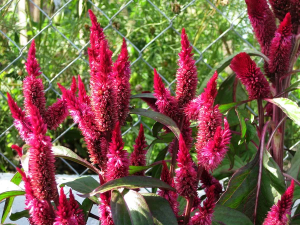 Roze Astilbes Dorp Bloemen Een Frisse Zomerdag Gegroeid Door Oma — Stockfoto