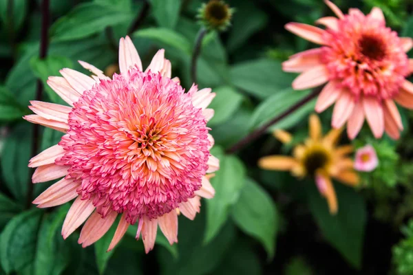Tek Yıldız Çiçeği Çiçek Yeşil Yeşillik Zemin Üzerine Dekoratif Bahçe — Stok fotoğraf