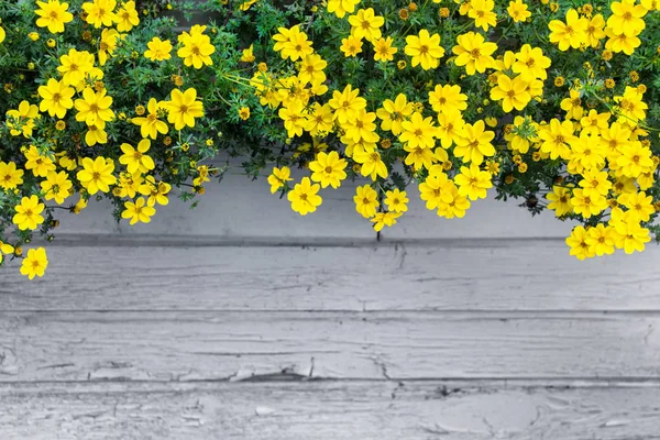 Mock Com Flores Amarelas Fundo Parede Madeira Cinza Com Rachaduras — Fotografia de Stock