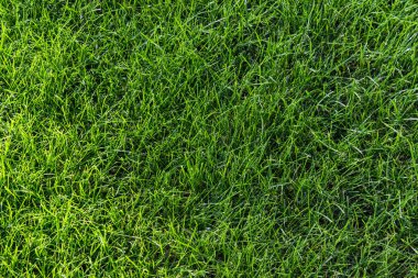 Taze yeşil çim dokusu. Yemyeşil çim halı.