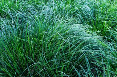 Dağınık yaz yeşil doku. Dalgalar halinde büyüyen çimen.