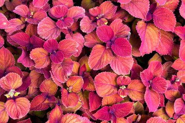 Mor coleus. Arka bahçede yemyeşil pembe coleus bitki halı ile.