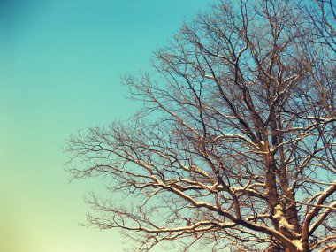 Renkli fotoğraf arka plan üzerinde kar kaplı dalları ile büyük bir meşe ağacının açık mavi gökyüzü.