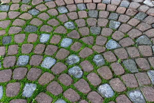 Decoratieve Tuin Bestrating Tegels Met Gras Groeit Groeven — Stockfoto