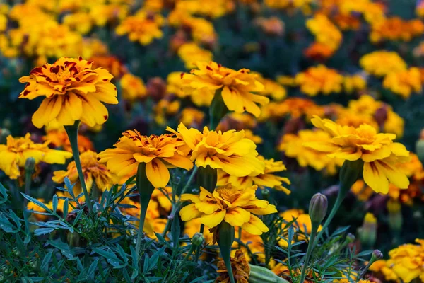Amarelo Tagetes Patula Flores Flores Calêndula Francesas Flor — Fotografia de Stock