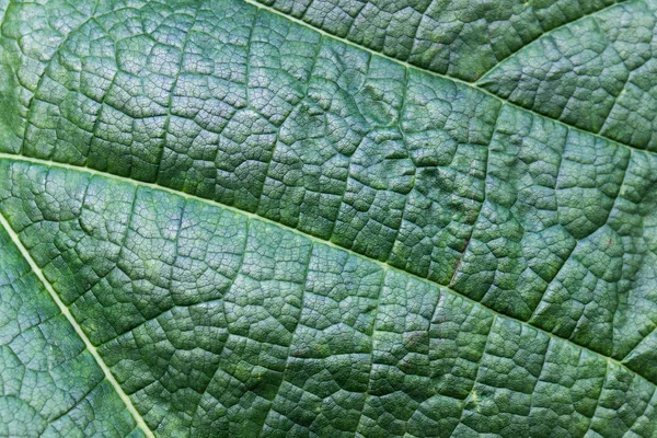 Texture Feuille Structure Feuille Plante Verte — Photo