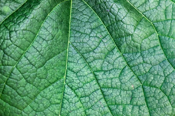 Texture Feuille Structure Feuille Plante Verte — Photo