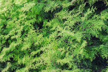 Arka plan ile bahçede büyüyen evergreen chamaecyparis bitki.