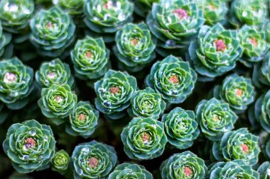 Damla su ile yeşil bahçe etli bitki deseninin üstten görünüm.