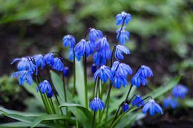 Bahçede erken bahar çiçek mavi scilla çiçek. 