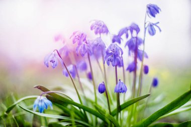 Yumuşak pastel renklerde bahçede erken bahar çiçek mavi scilla çiçek.