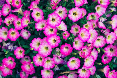 Çiçek Bahçe - calibrachoa - çan. Arka çiçekli.
