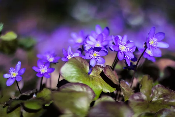 Hepatica Purple Flowers Growing Forest — Stock Photo, Image