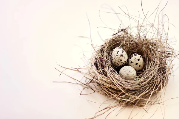Vögel Nisten Mit Drei Eiern Mit Flecken Auf Weißem Hintergrund — Stockfoto