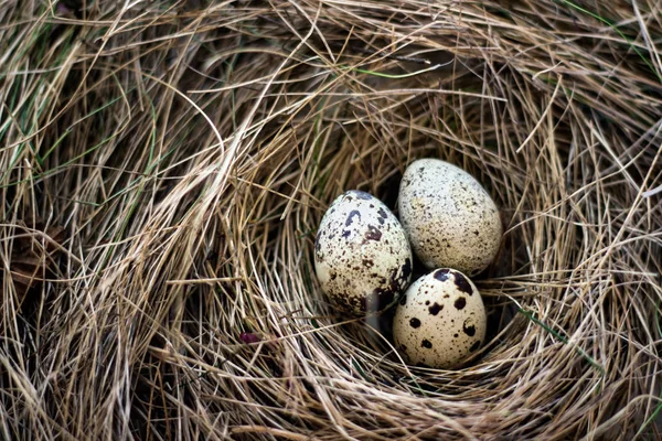 干し草の卵を 個と鳥の巣 — ストック写真