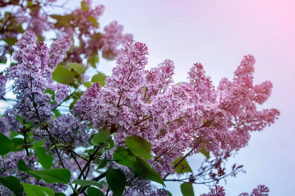 Foto Matizada Lilases Fundo Céu Azul Lilacs Flor Lavish Flores — Fotografia de Stock