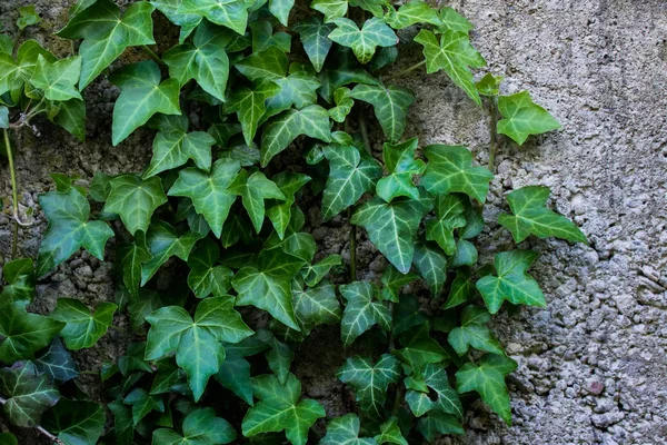 Planta Hera Fundo Parede Concreto — Fotografia de Stock