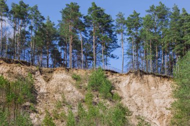 Gözlem güverte ormanın içinde. Sandy blöf ormanda.