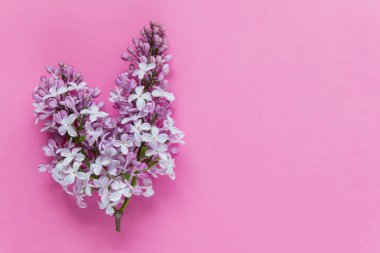 Pembe bir arka plan üzerine eflatun çiçek dalı. Metin için boş alan ile fotoğraf. Üstten görünüm, düz lay.