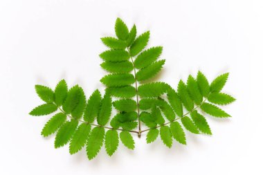 Rowan Ağacı beyaz zemin üzerine bırakır. Rowanberry botanik yaprak. Üstten görünüm, düz lay.