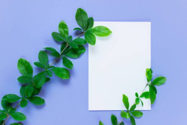 Kadar orman bitki dalları üzerinde mavi arka plan ile ilgili alay et. Tasarım öğesi ile beyaz boş not kağıdı.