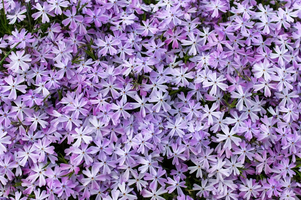 Beautiful Background Phlox Subulata Purple Flowers — Stock Photo, Image