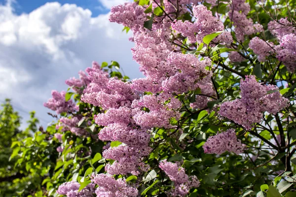 Blooming Lilac Background Blue Skies Sunny Day — Stock Photo, Image