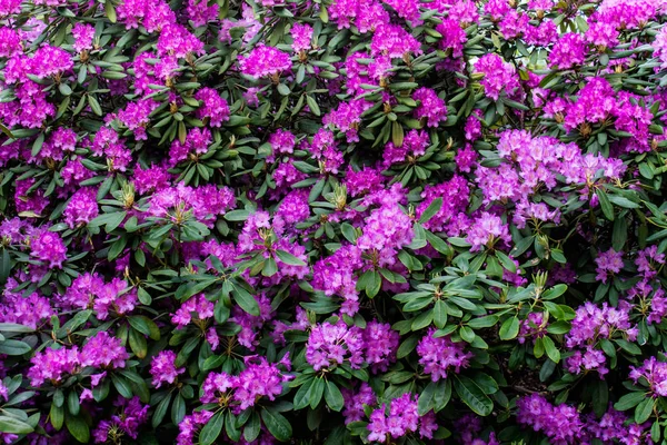 Purple Rhododendron Flowers Blossom Good Texture Background — Stock Photo, Image