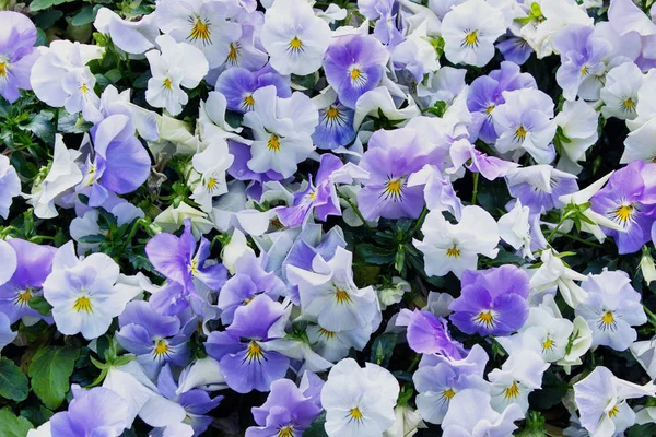 Background Viola Tricolor Blooming Flowers Johnny Jump Heartsease Flowers — Stock Photo, Image