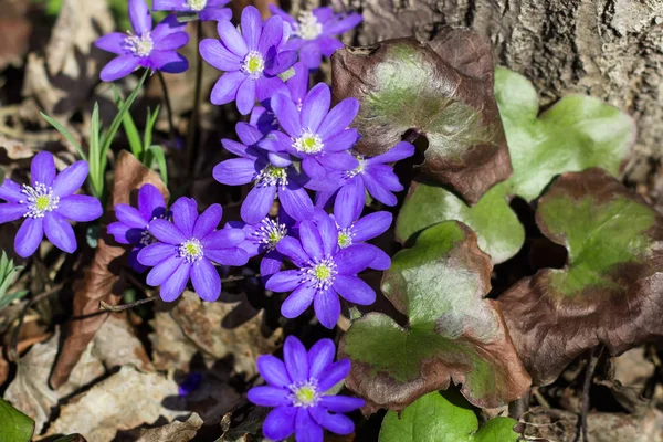 Top View Purple Hepatica Flowers Blossom Blue Spring Flowers Forest — Stock Photo, Image