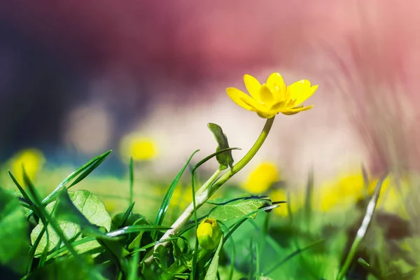 Tek Sarı Bahar Çiçek Üzerinde Arka Plan Bulanık Bahar Çiçekleri — Stok fotoğraf