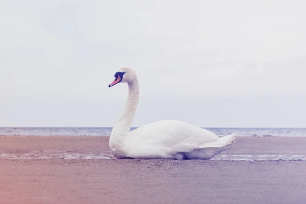 Baltık Denizi Kıyısında Kum Üzerine Oturan Beyaz Kuğu Kuş — Stok fotoğraf
