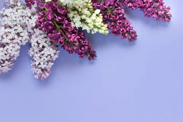 Varias Flores Lila Rosa Blanco Púrpura Flores Jeringa Sobre Fondo —  Fotos de Stock