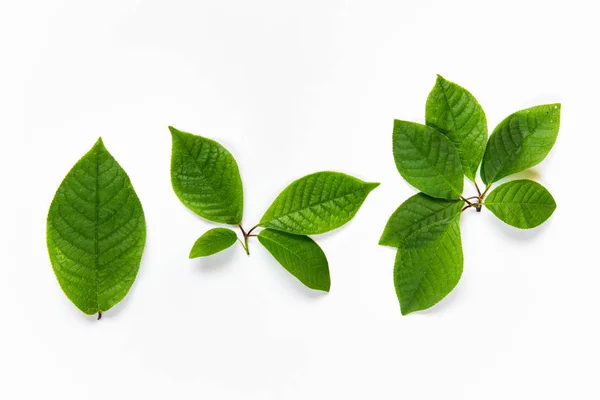 Beyaz arka plan üzerinde izole ağaç yeşil yaprakları kümesi. Tasarım öğeleri. Üstten görünüm, düz lay.