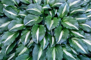 Hosta bitkilerin güzel çalılar. Bahçe bitkileri dokusu.