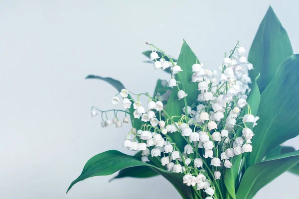 Lilyum Beyaz Arka Plan Üzerinde Vadisi Nin Çiçekler Kopya Boş — Stok fotoğraf