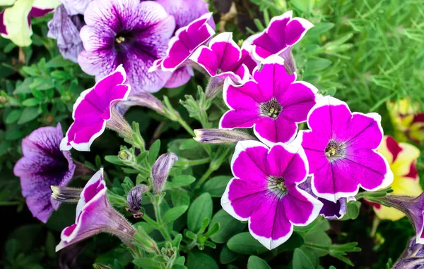 Primer Plano Hermoso Púrpura Con Flores Petunia Lona Blanca Flores — Foto de Stock