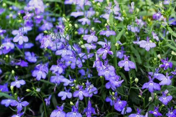 Lobelia Flowers Blue Lobelias Erinus Plants Blossom — Stock Photo, Image