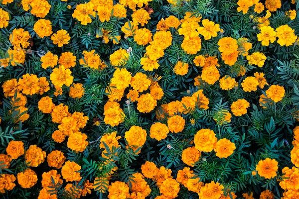 Horticultural Plants Many Tagetes Patula Marigold Flowers Top View Marigold — Stock Photo, Image