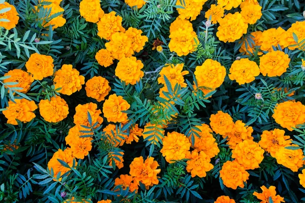 Horticultural Plants Tagetes Patula Marigold Flowers Top View Marigold Flower — Stock Photo, Image