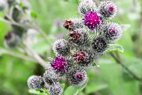 Makro Velcro bitki. Dulavratotu yakın çekim.